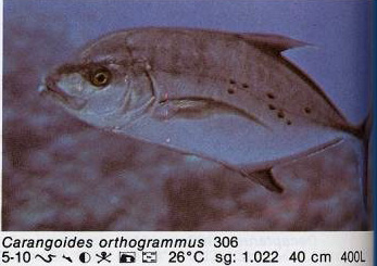 Carangoides orthogrammus